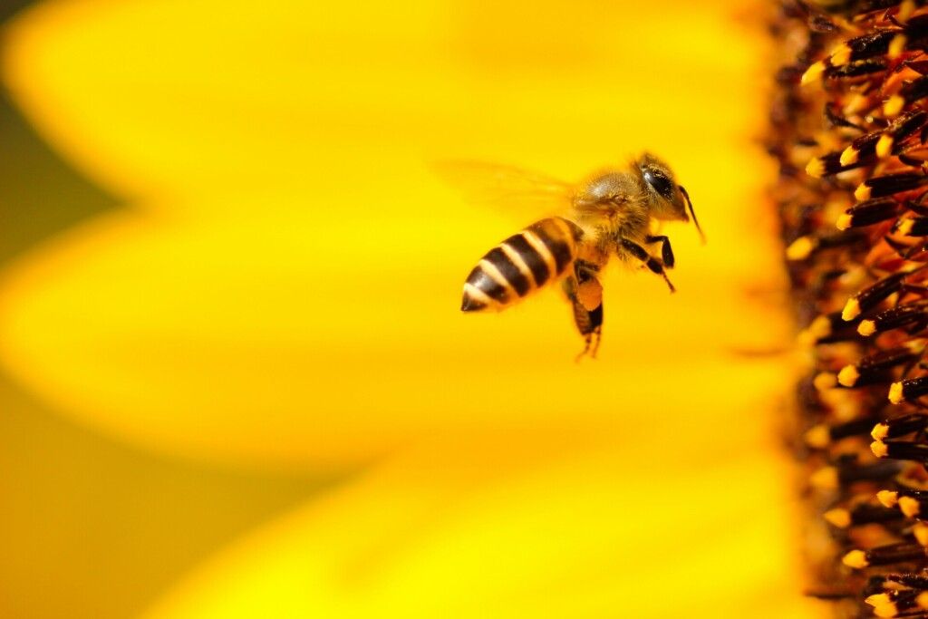 пчела и подсолнух