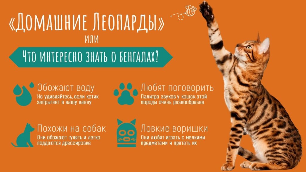 Буллит на слайде