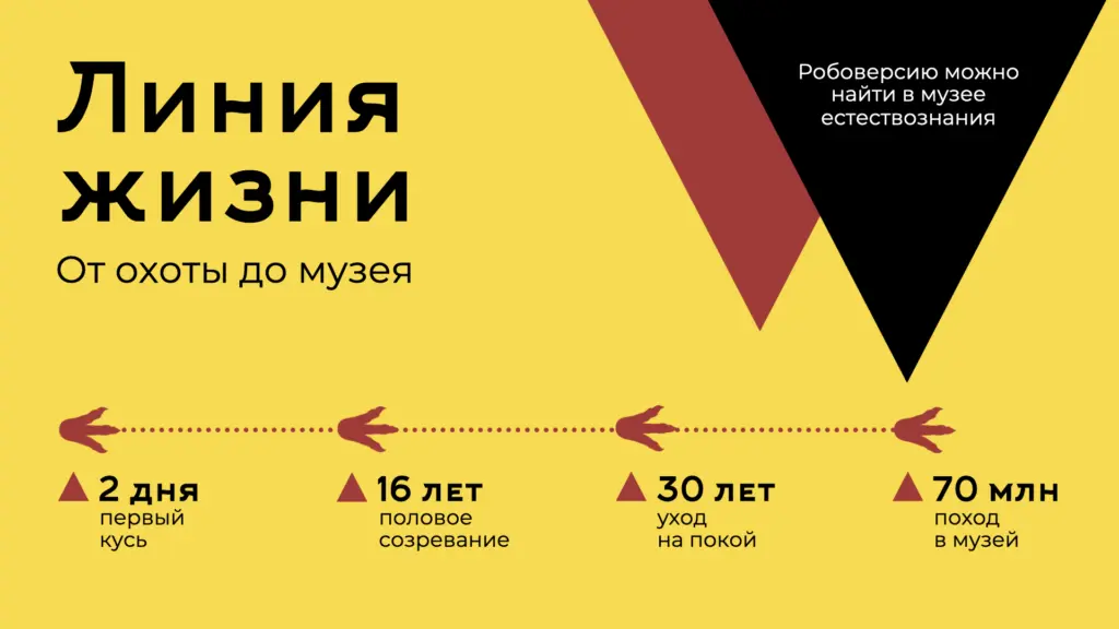 Временная шкала на слайде